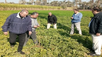 تحركات مكثفة بمحافظات الصعيد.. الزراعة تتابع المحاصيل الشتوية وترصد انتشار النمل الأبيض